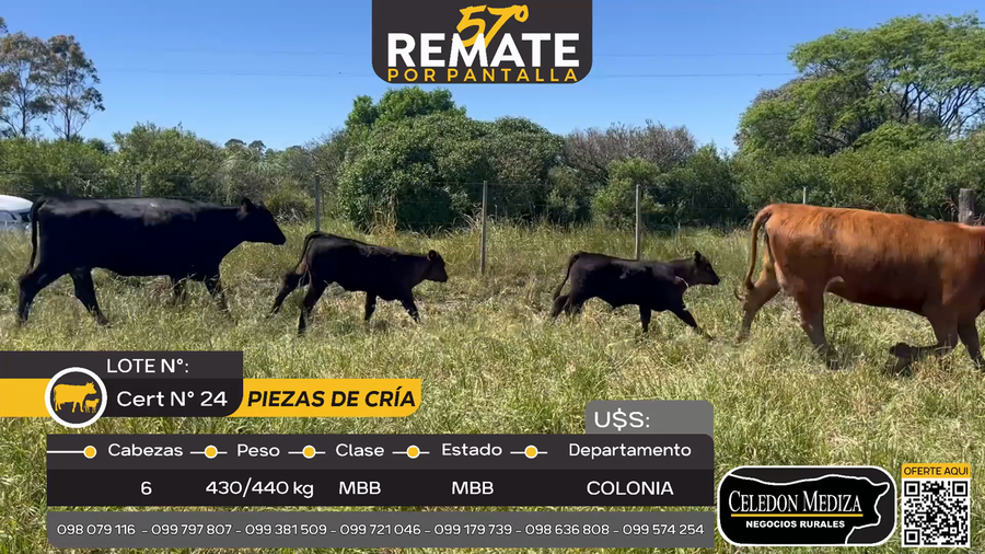 Lote 6 Piezas de cría en San Pedro, Colonia