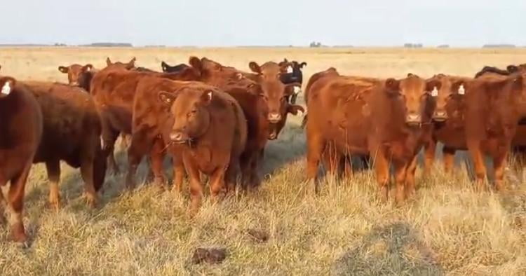 Lote "CABAÑA LA NEGRITA" VAQUILLONAS GENERALES CON GARANTÍA DE PREÑEZ