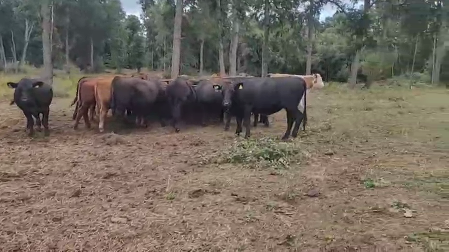 Lote 55 Novillo Engorda en Paillaco, XIV Región Los Ríos