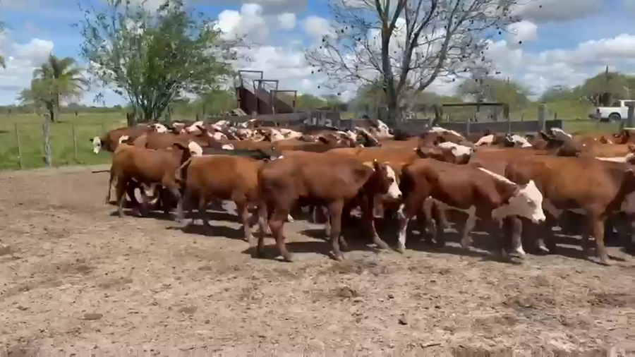 Lote 109 Terneros/as en Corrientes, Curuzu Cuatia