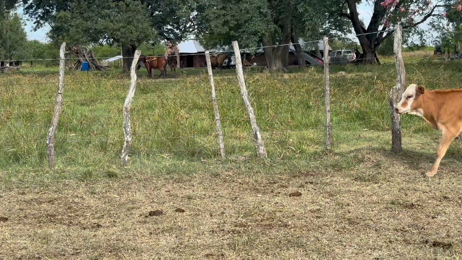 Lote 120 Terneros/as en Corrientes, Paso de Los Libres