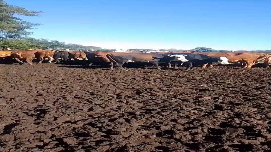 Lote 26 Vacas de invernar