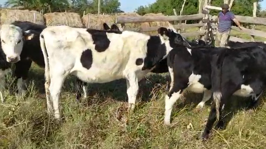 Lote 7 Terneras CRUZAS a remate en Pantalla Camy Mayo - Desde La Cuenca 180kg - , San José