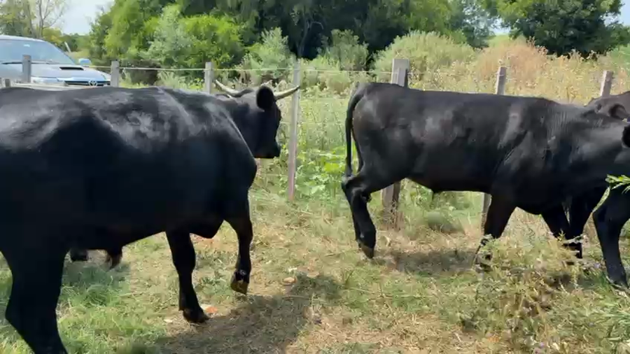 Lote NOVILLOS 1 a 2 AÑOS