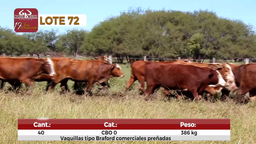 Lote Reproductores de Alborada - Lote 72