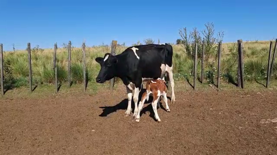Lote 2 Piezas de Cría