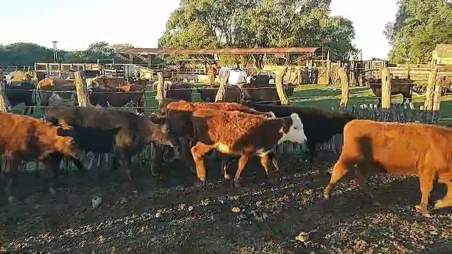 Lote 80 Terneros/as en Corrientes, Perugorría