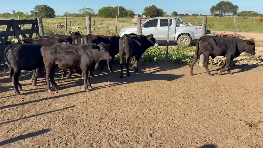Lote 100 Terneras en Chaco, Gral. San Martín