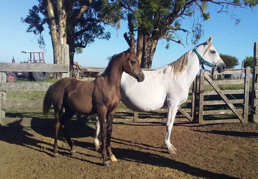 Lote 53 - Fadar Limaha