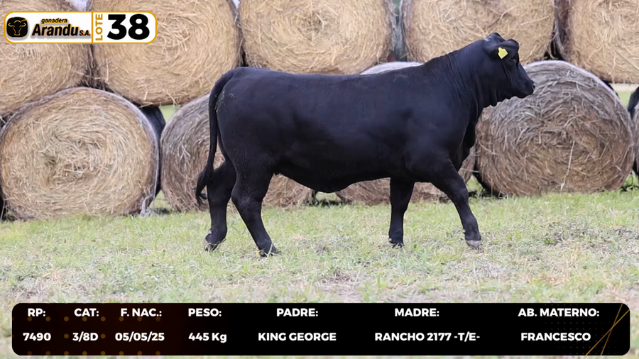 Lote LOTE 38