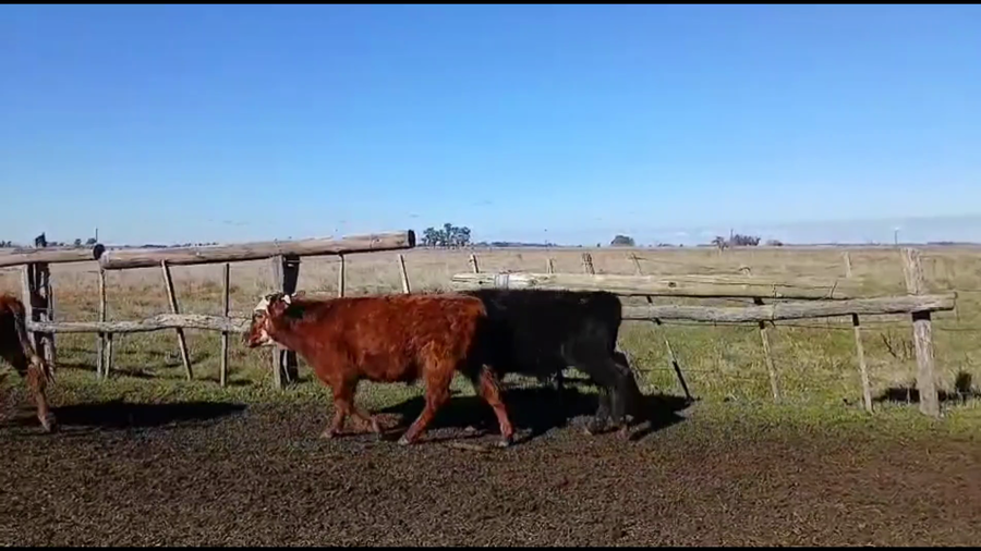Lote 60 Terneros/as