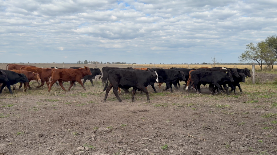 Lote 110 Terneros/as