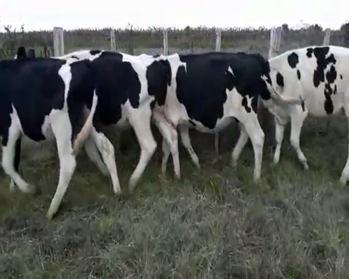 Lote 45 Novillos 1 a 2 años HOLANDO a remate en Pantalla Camy 240kg - , San José