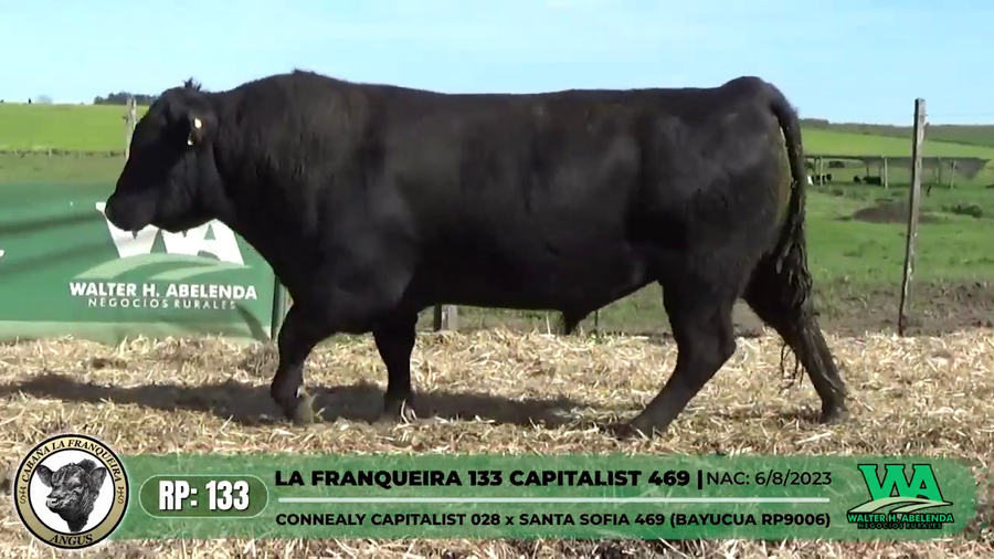 Lote LA FRANQUEIRA 133 CAPITALIST 469