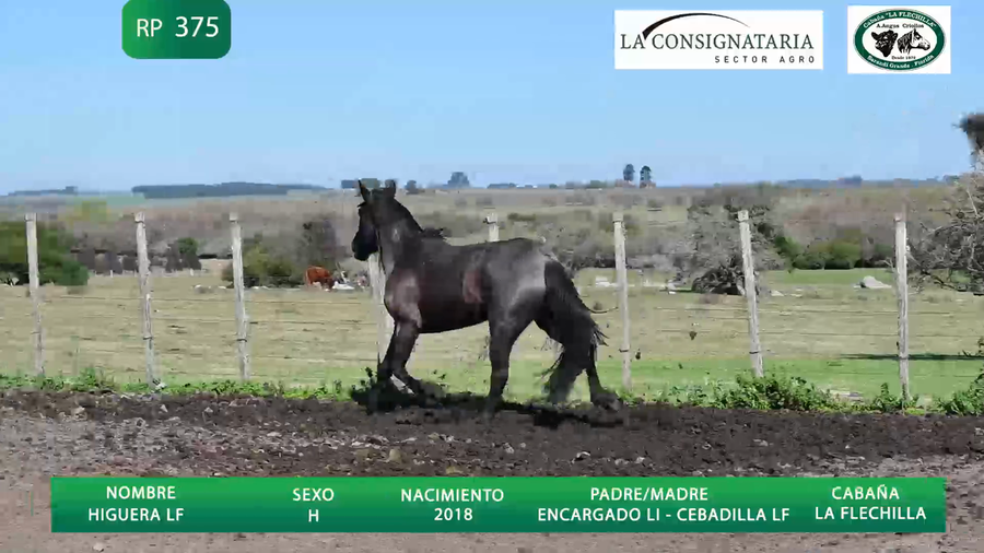 Lote Higuera LF