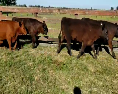 Lote 59 Terneros/as en Villaguay, Entre Ríos