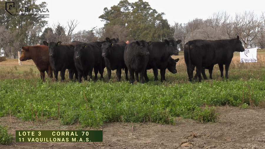 Lote VAQUILLONA M.A.S.