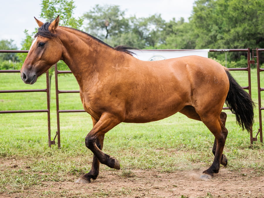 Lote SIRIGOTE LA SOSPECHOSA