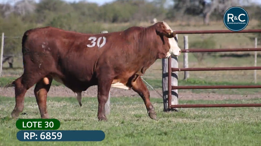 Lote Toros señal 22