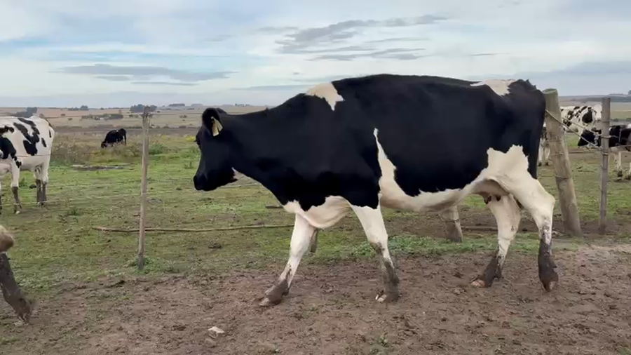 Lote 2 Vaca a remate en Pantalla Especial de Otoño 550kg - , San José