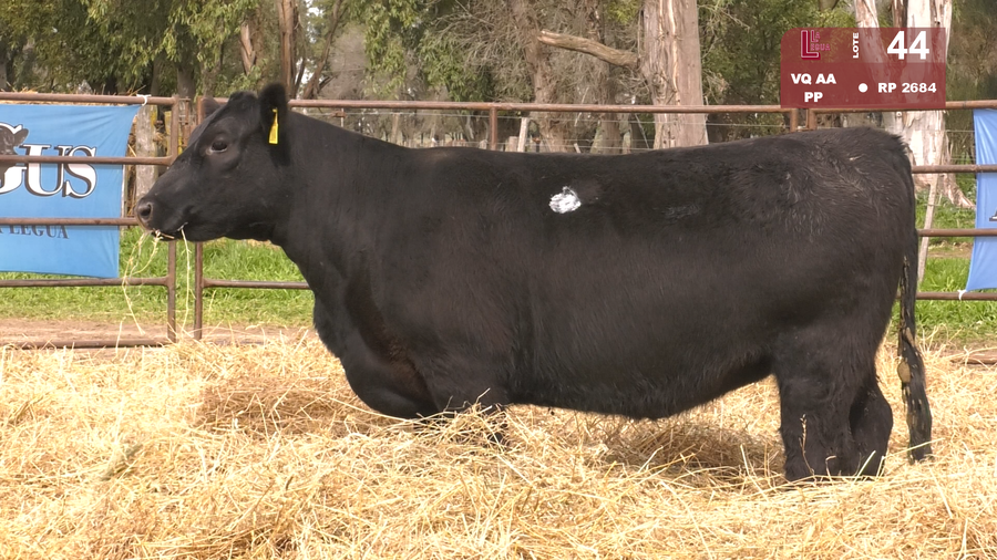 Lote VAQUILLONAS PP C/GARANTÍA DE PREÑÉZ
