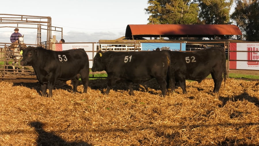 Lote TOROS ANGUS NEGROS PC