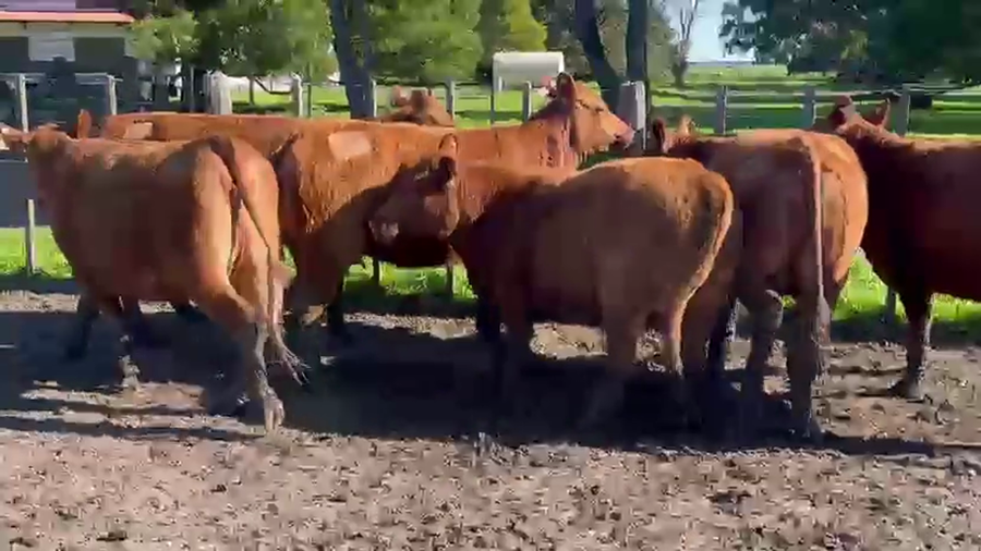 Lote VAQUILLONAS PREÑADAS MAS LA MARGARITA