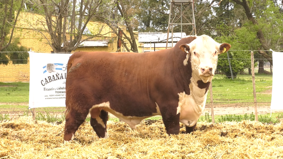 Lote MACHOS POLLED HEREFORD  PUROS DE PEDIGREE
