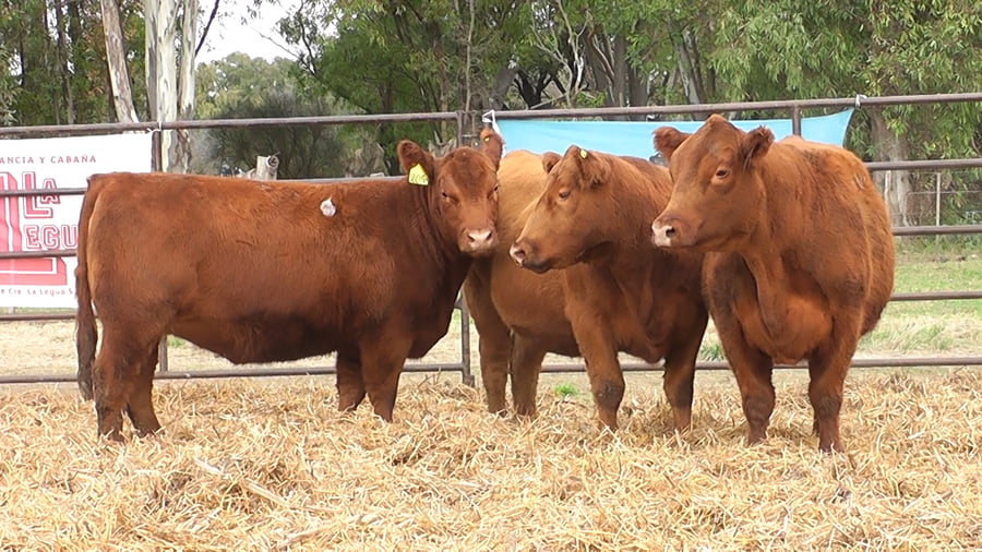 Lote VAQUILLONAS PURA DE PEDIGREE