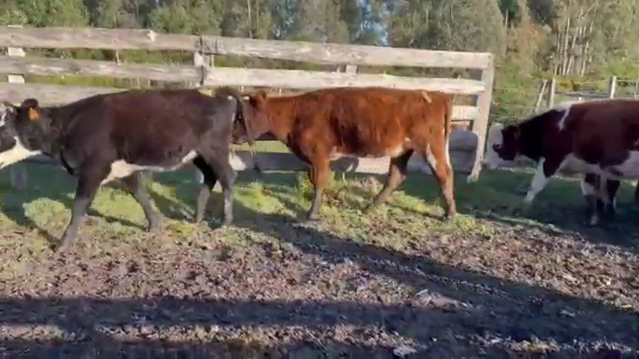 Lote 13 Terneras AA.CRUZA a remate en 4to remate ENTRE MARTILLOS, San José