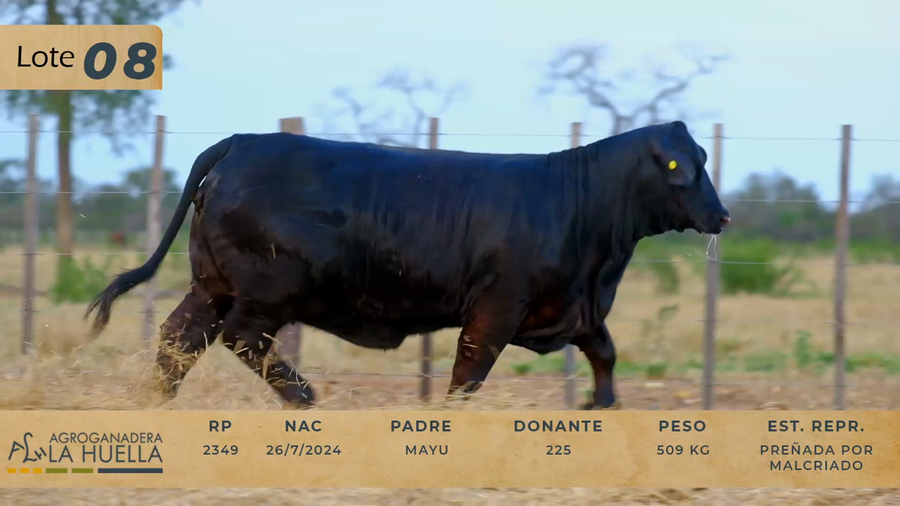 Lote LOTE 8