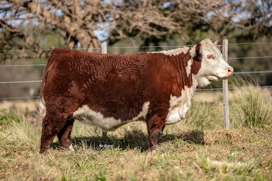 Lote Elección de una Ternera PP