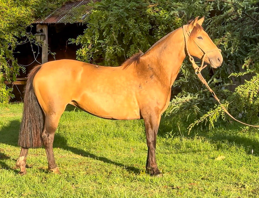 Lote Malpintado Carioca