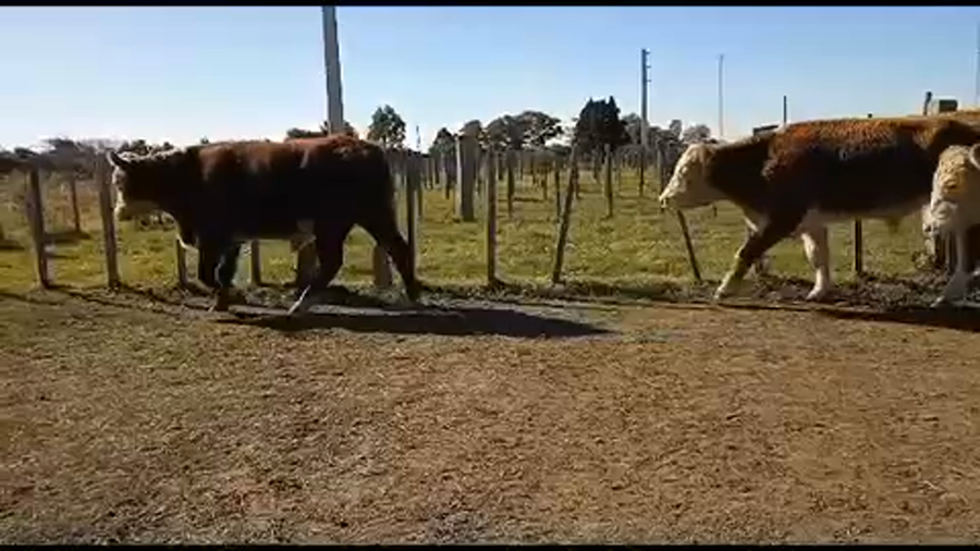 Lote 4 Novillos más de 3 años en Tupambaé, Cerro Largo