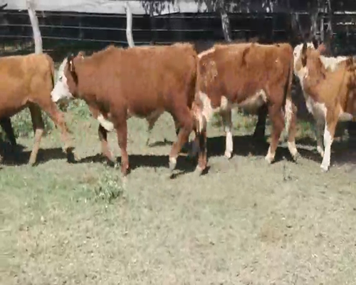 Lote 80 Terneros/as en Villaguay, Entre Ríos