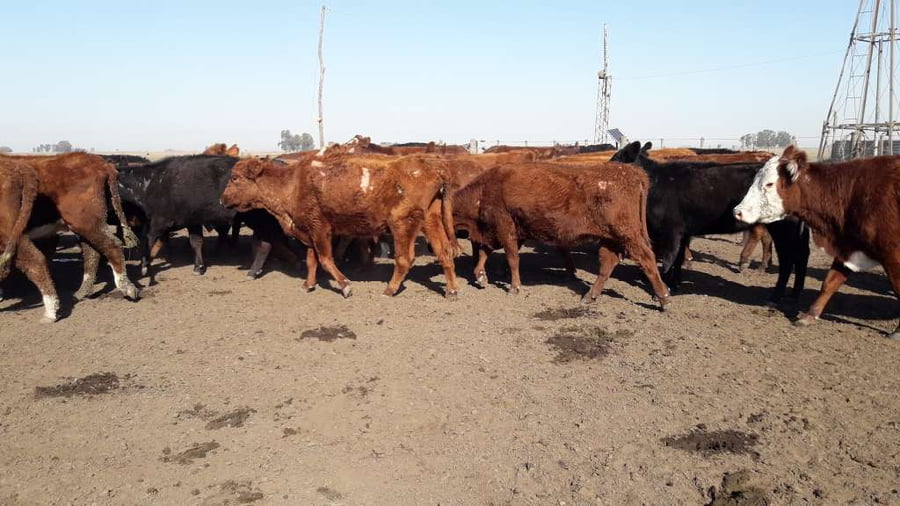 Lote 37 Vacas de invernar en Gral. Lamadrid, Buenos Aires