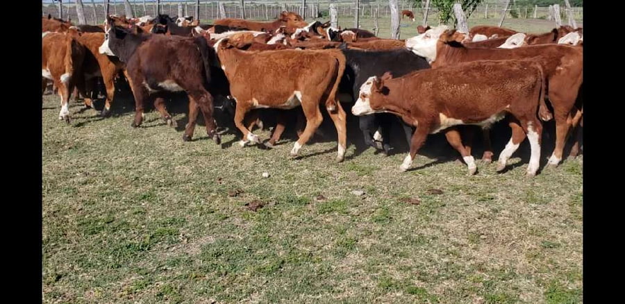 Lote 61 Terneros/as en Villaguay, Entre Ríos