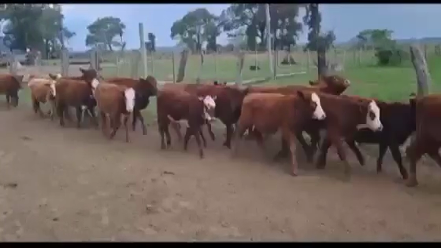 Lote 200 Terneras a término en Corrientes, Curuzu Cuatia