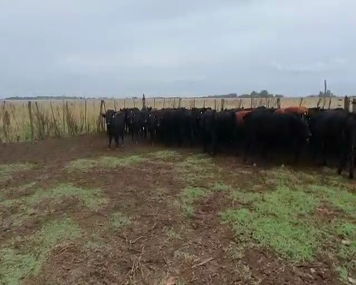 Lote 56 Novillitos en Gral. Paz, Buenos Aires