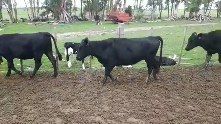 Lote VAQUILLONAS FALLADAS