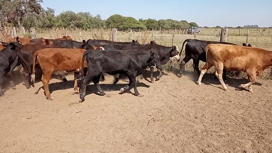Lote 23 Terneras en Santa Fe, Monigotes