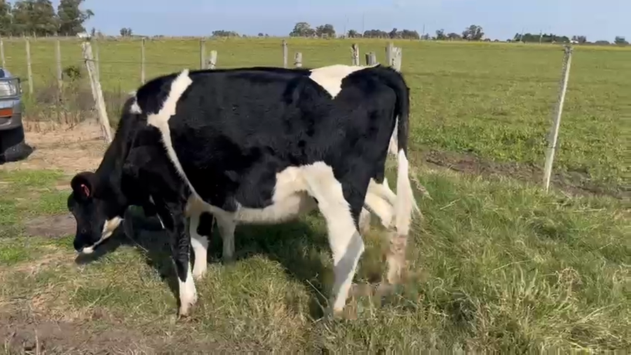 Lote 2 Vaquillonas  a remate en Pantalla Camy, San José