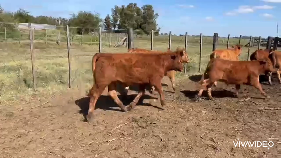Lote 67 Terneros