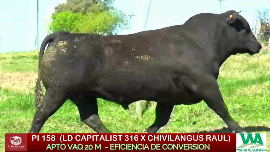 Lote Toros a remate en ANGUS EL REBENQUE, Florida