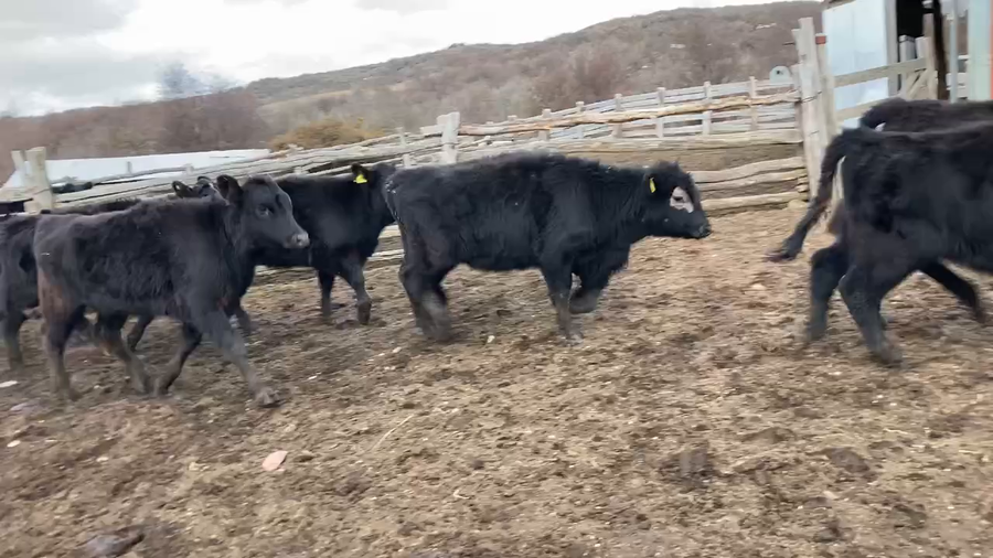 Lote 20 Ternera en Coyhaique, XI Región Aysén