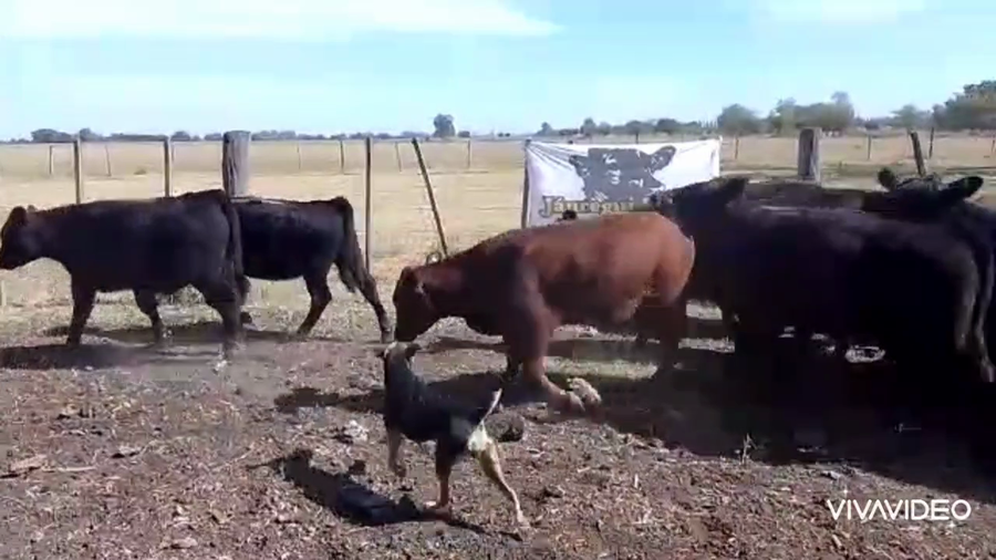 Lote 25 Terneros/as en Cañuelas, Buenos Aires