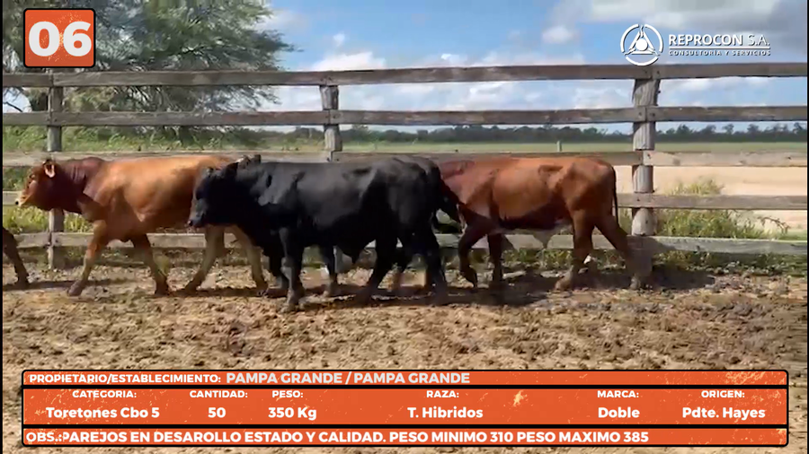 Lote LOTE 6