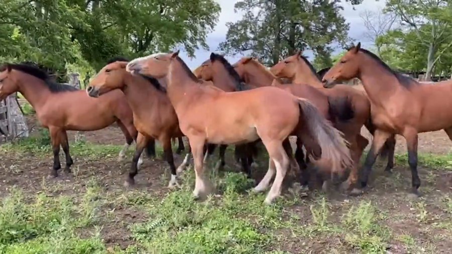 Lote Yeguarizos yeguas