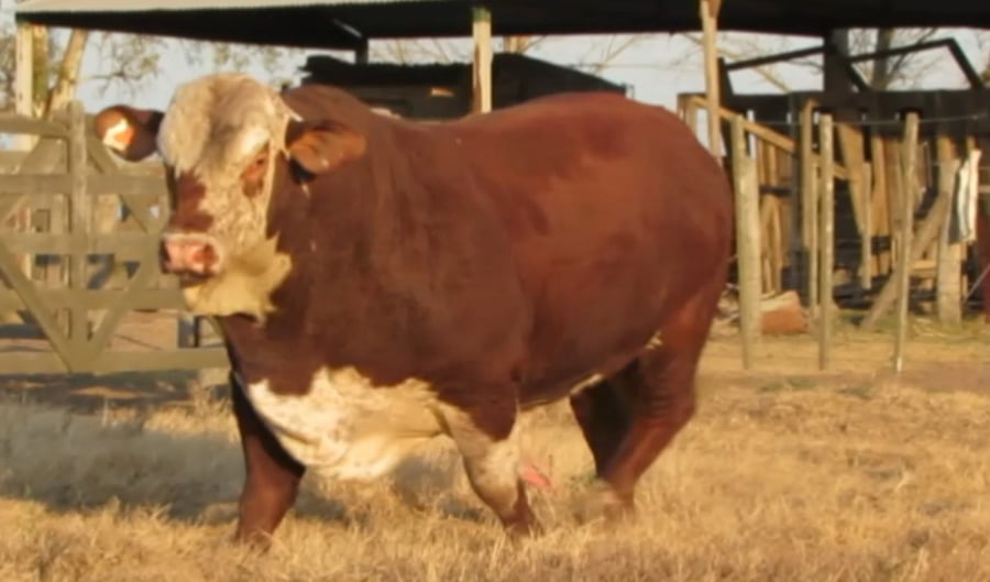 Lote CABAÑA LA LOMA