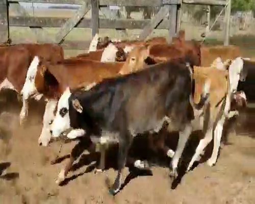 Lote 140 Terneros en San Roque, Corrientes